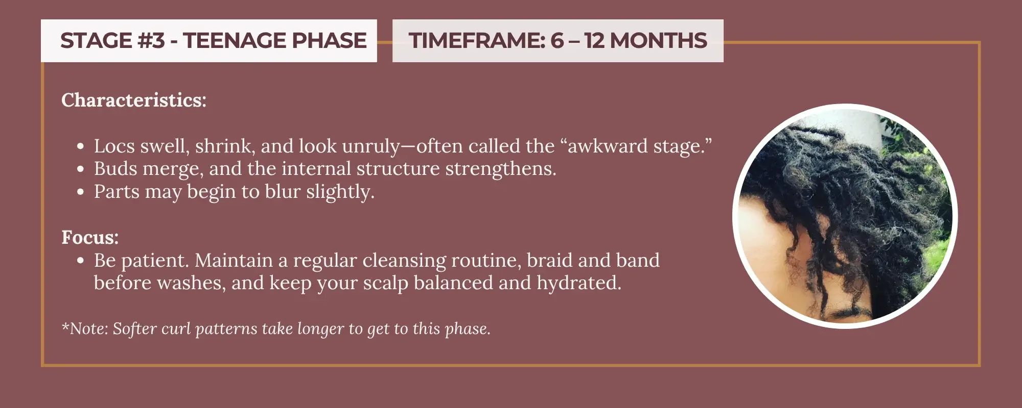 Stage 3 - Teenage Phase (6 to 18 months) infographic detailing the loc expansion and maturation process